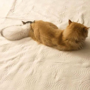 Meet your Posher, Lee